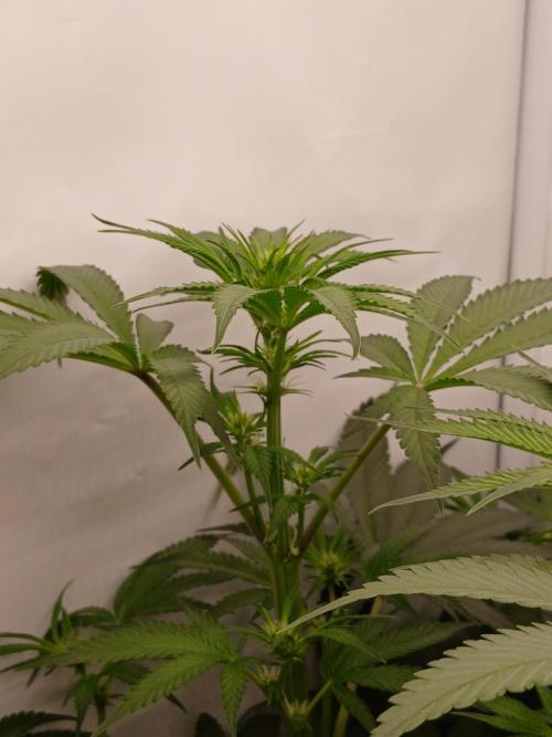 Hydroponischer Exotic Seed Grow. Week 7