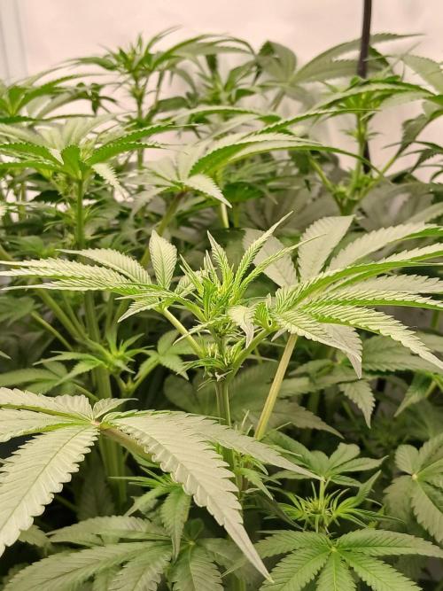 Hydroponischer Exotic Seed Grow. Week 7