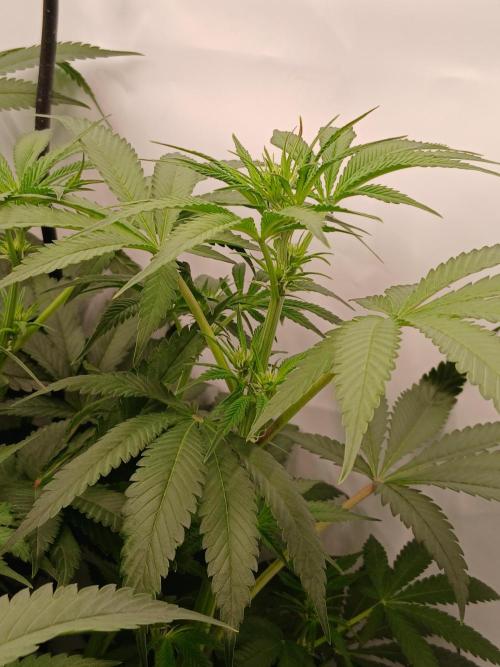 Hydroponischer Exotic Seed Grow. Week 7