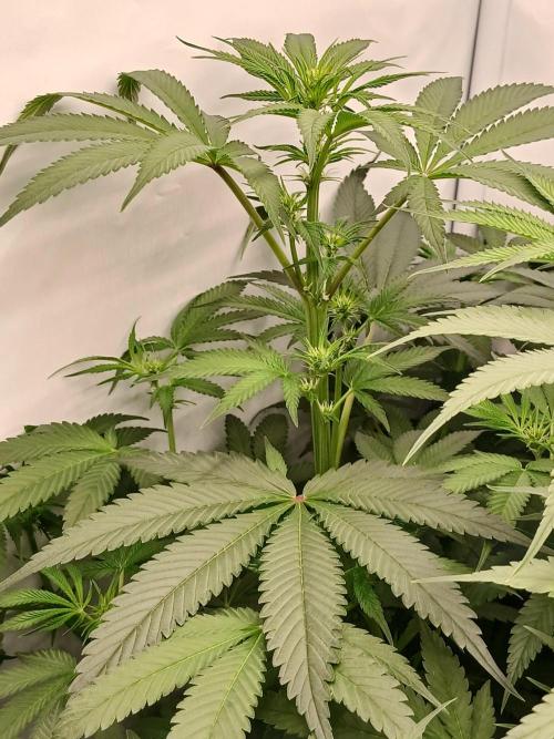 Hydroponischer Exotic Seed Grow. Week 7