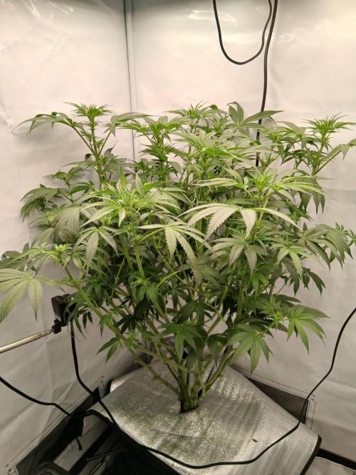 Hydroponischer Exotic Seed Grow. Week 7