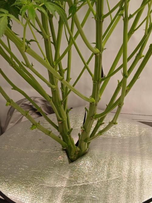 Hydroponischer Exotic Seed Grow. Week 7