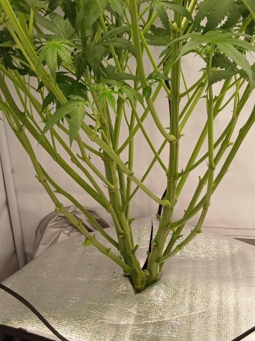 Hydroponischer Exotic Seed Grow. Week 7