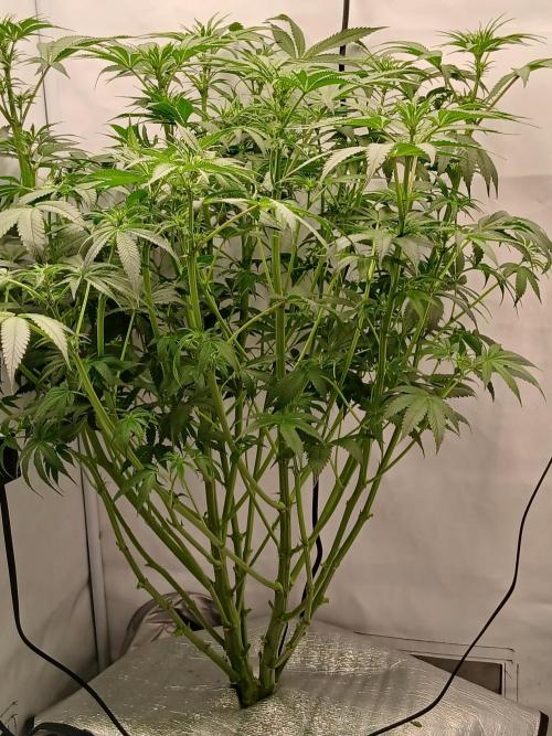 Hydroponischer Exotic Seed Grow. Week 7