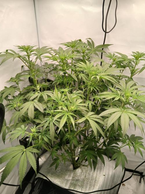 Hydroponischer Exotic Seed Grow. Week 7
