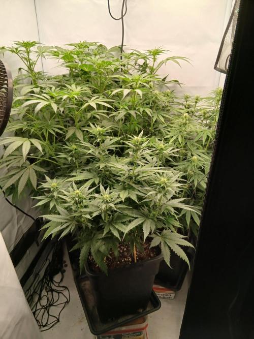 Hydroponischer Exotic Seed Grow. Week 7