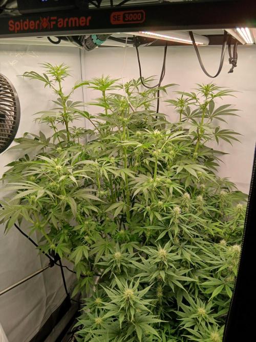 Hydroponischer Exotic Seed Grow. Week 7 - "Kleines" Update 😅