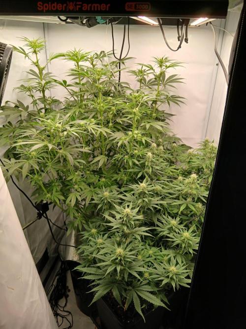 . Week 7