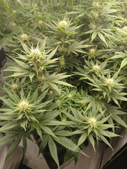 Raunächte-Grow mit Exotic Seed. Week 8