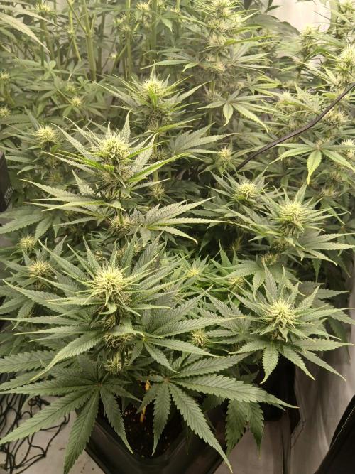 Raunächte-Grow mit Exotic Seed. Week 8