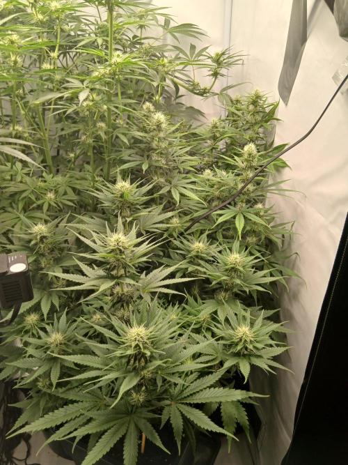 Raunächte-Grow mit Exotic Seed. Week 8