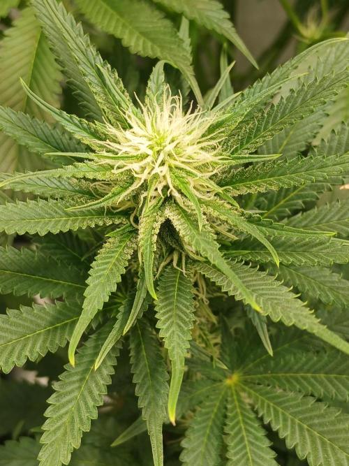Raunächte-Grow mit Exotic Seed. Week 8