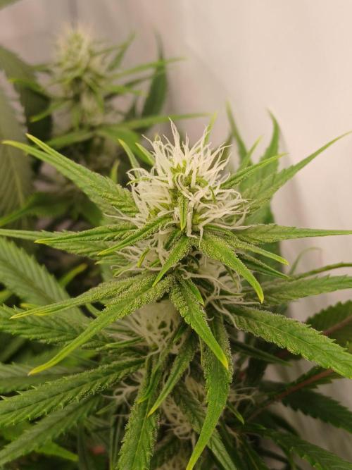 Raunächte-Grow mit Exotic Seed. Week 8