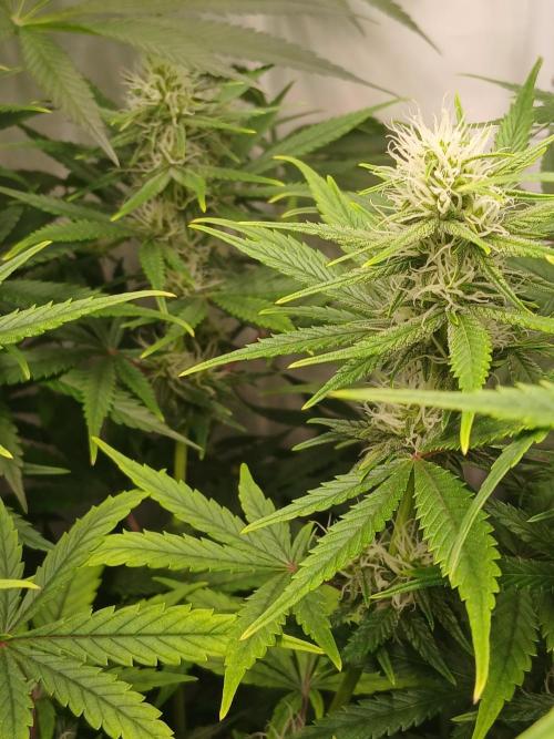 Raunächte-Grow mit Exotic Seed. Week 8
