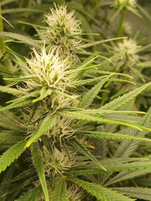 Raunächte-Grow mit Exotic Seed. Week 8