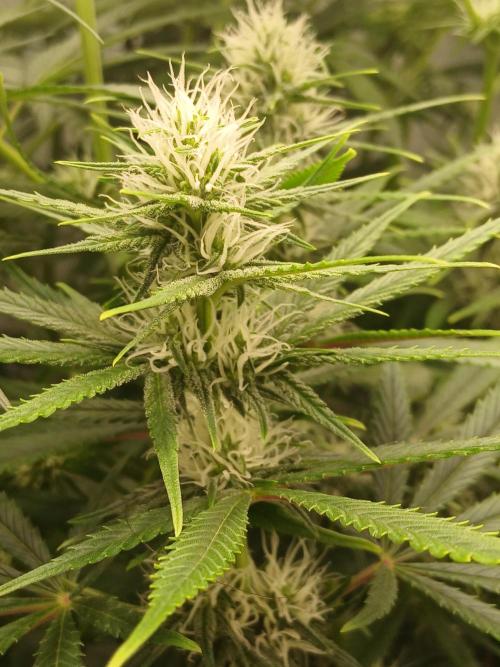Raunächte-Grow mit Exotic Seed. Week 8