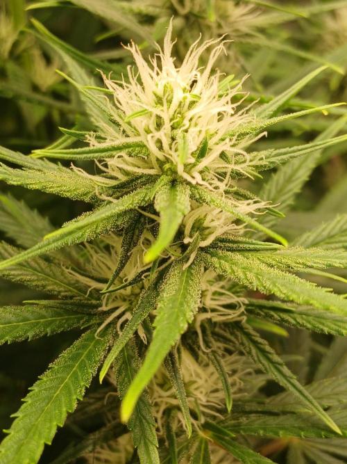 Raunächte-Grow mit Exotic Seed. Week 8