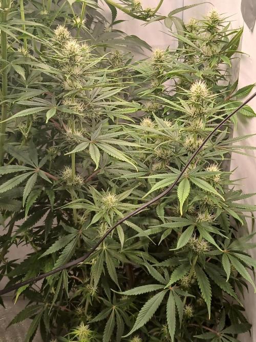 Raunächte-Grow mit Exotic Seed. Week 8