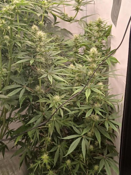 Raunächte-Grow mit Exotic Seed. Week 8