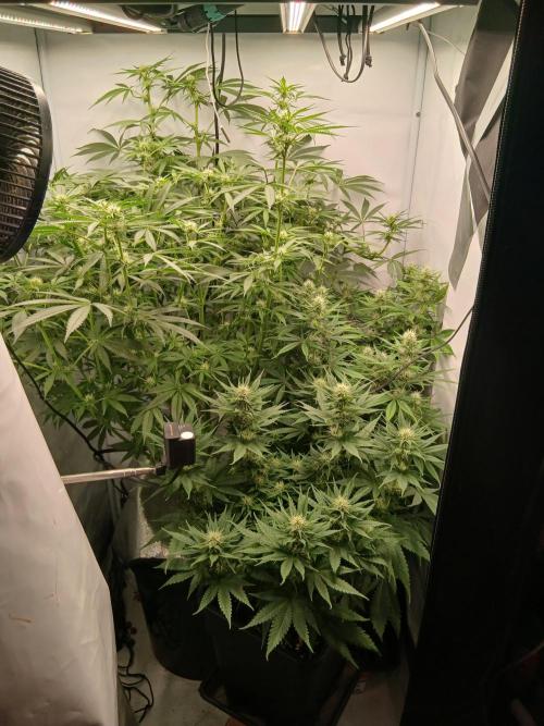Raunächte-Grow mit Exotic Seed. Week 8