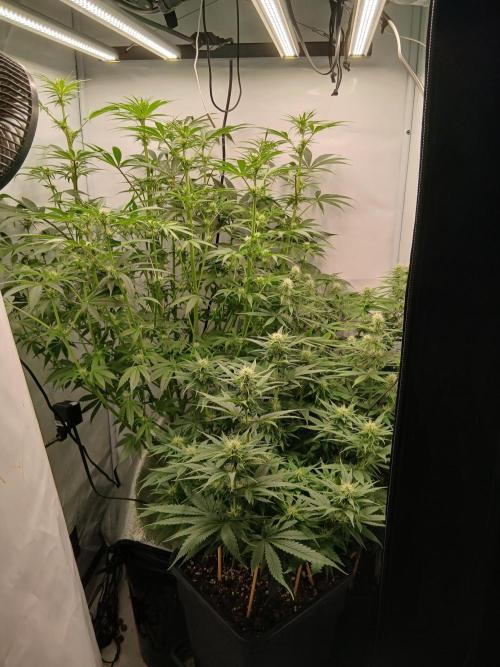 Hydroponischer Exotic Seed Grow. Week 8 - Vor dem Supercropping...