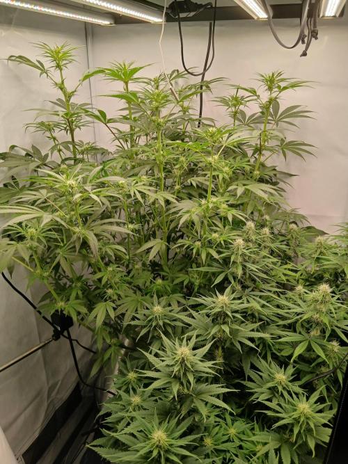 Hydroponischer Exotic Seed Grow. Week 8 - Vor dem Supercropping...