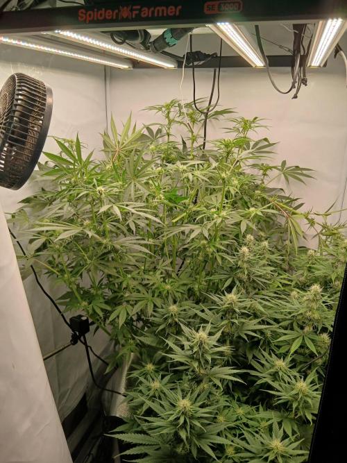 Hydroponischer Exotic Seed Grow. Week 8 - Nach dem Supercropping...