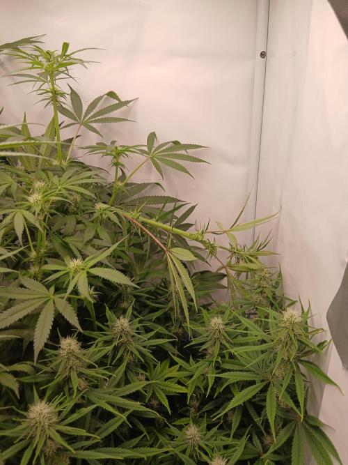 Hydroponischer Exotic Seed Grow. Week 8 - Nach dem Supercropping...
