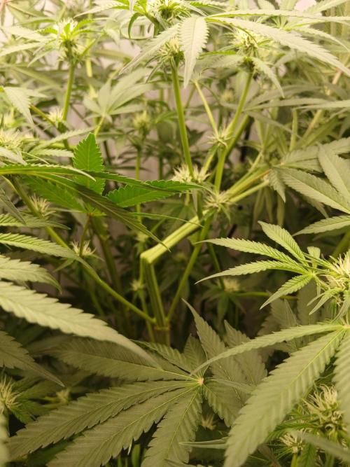Hydroponischer Exotic Seed Grow. Week 8 - Nach dem Supercropping...