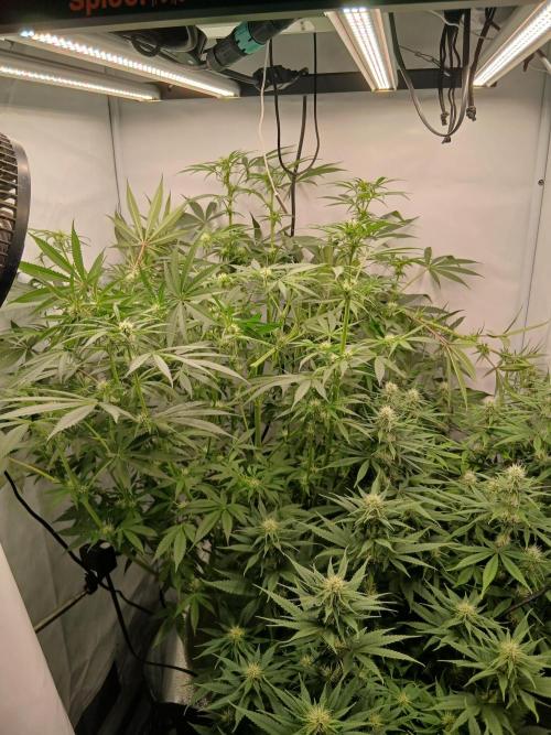 Hydroponischer Exotic Seed Grow. Week 8 - Ein Tag später...