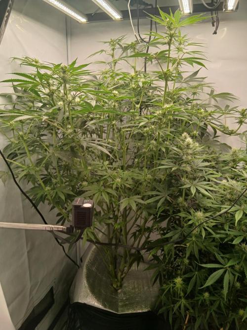 Hydroponischer Exotic Seed Grow. Week 8 - Ein Tag später...
