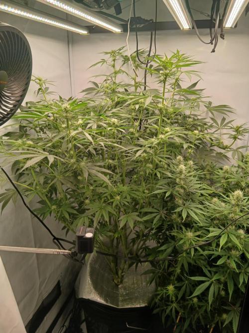 Hydroponischer Exotic Seed Grow. Week 8 - Ein Tag später...