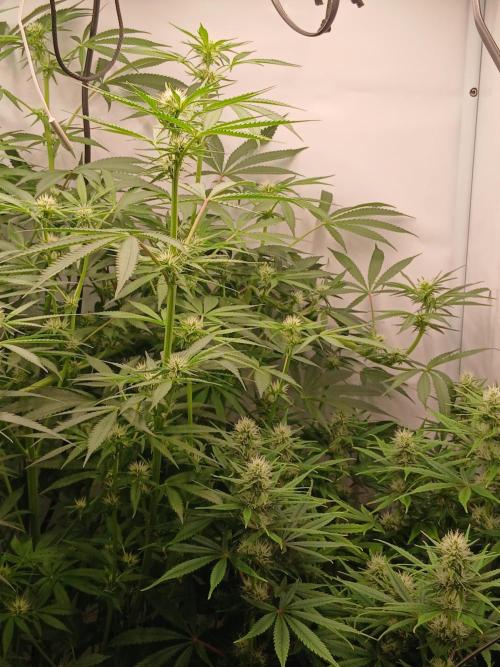 Hydroponischer Exotic Seed Grow. Week 8 - Ein Tag später...