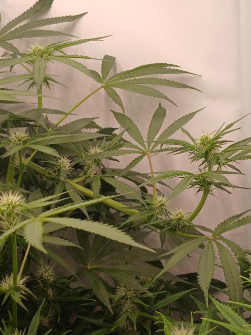 Hydroponischer Exotic Seed Grow. Week 8 - Ein Tag später...