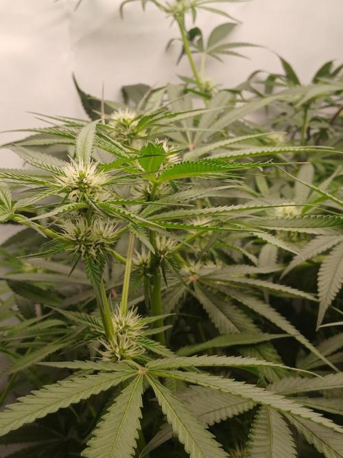 Hydroponischer Exotic Seed Grow. Week 8 - Ein Tag später...