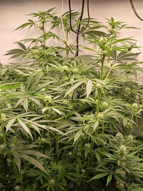 Hydroponischer Exotic Seed Grow. Week 8