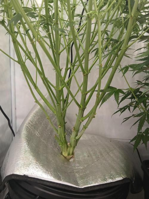 Hydroponischer Exotic Seed Grow. Week 8