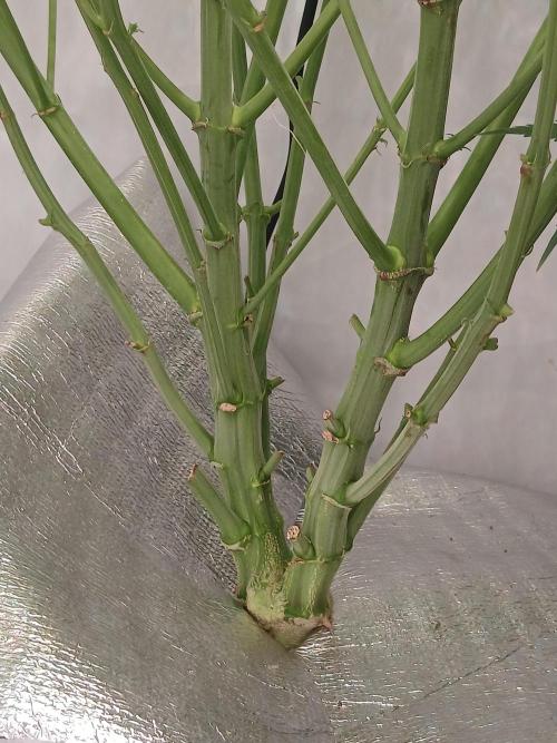 Hydroponischer Exotic Seed Grow. Week 8