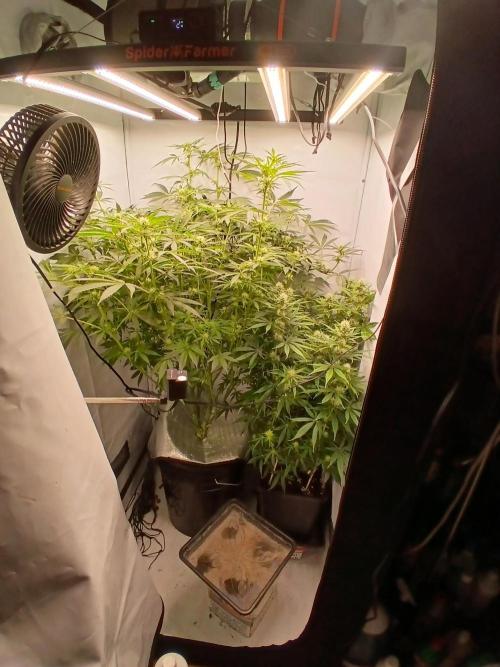 Hydroponischer Exotic Seed Grow. Week 8