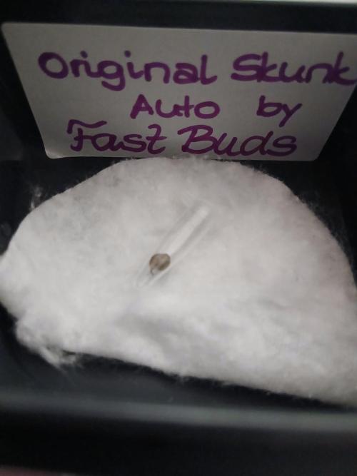 Original Skunk meets Auto. Week 0