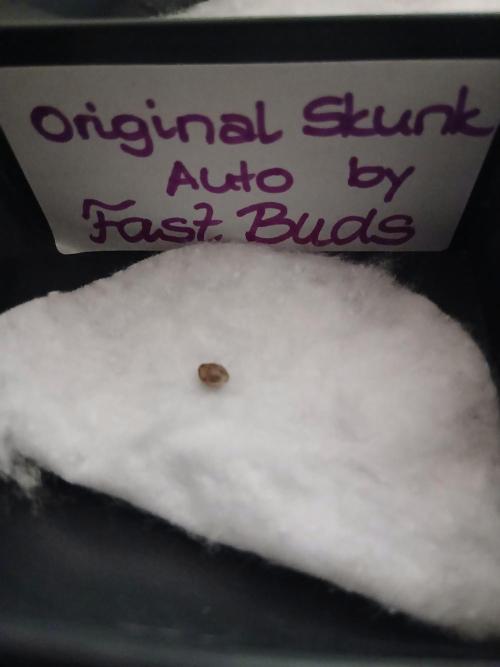Original Skunk meets Auto. Week 0