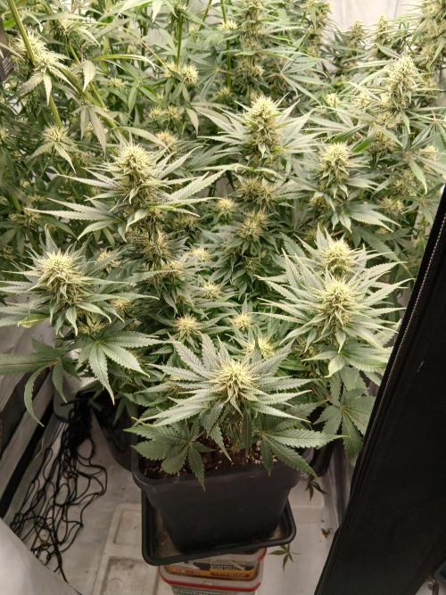 Raunächte-Grow mit Exotic Seed. Week 9