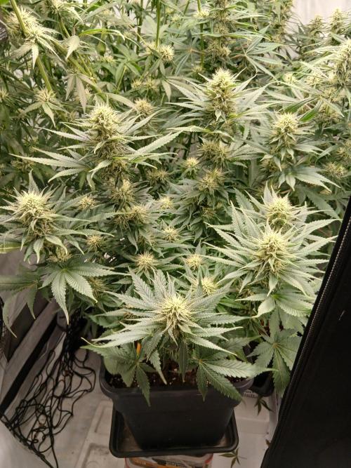 Raunächte-Grow mit Exotic Seed. Week 9