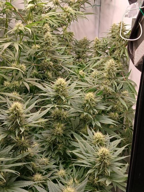 Raunächte-Grow mit Exotic Seed. Week 9