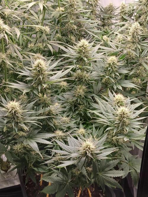 Raunächte-Grow mit Exotic Seed. Week 9