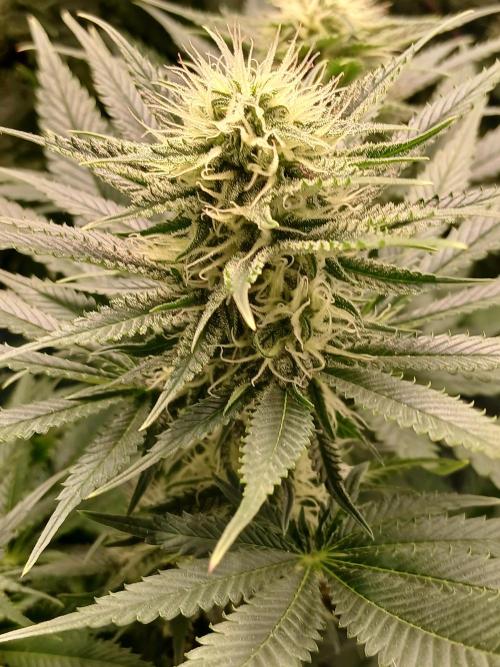 Raunächte-Grow mit Exotic Seed. Week 9