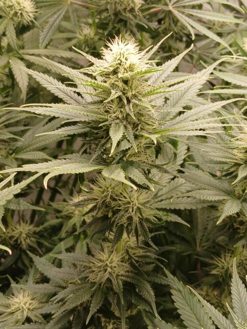 Raunächte-Grow mit Exotic Seed. Week 9