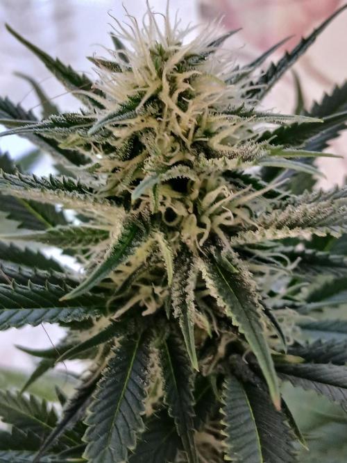 Raunächte-Grow mit Exotic Seed. Week 9