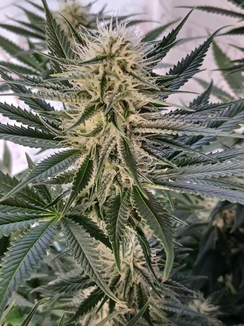 Raunächte-Grow mit Exotic Seed. Week 9
