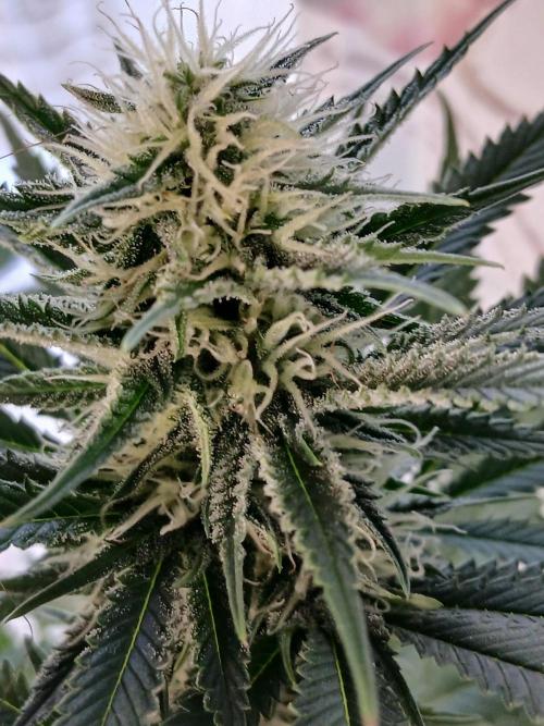 Raunächte-Grow mit Exotic Seed. Week 9